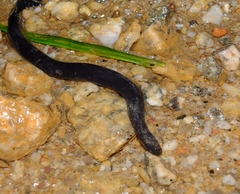 Typhlonectes compressicauda