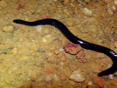 Typhlonectes compressicauda