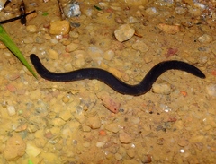 Typhlonectes compressicauda