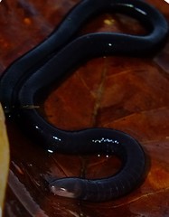 Microcaecilia unicolor