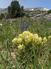 Castilleja pulchella