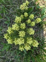 Castilleja pulchella