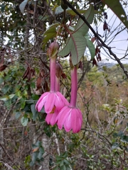 Passiflora cumbalensis