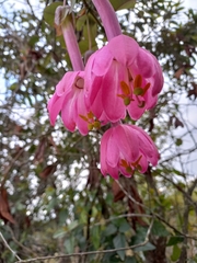 Passiflora cumbalensis