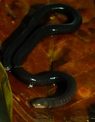Microcaecilia unicolor