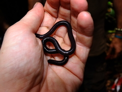 Microcaecilia unicolor