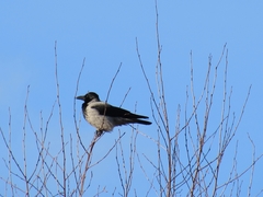 Corvus cornix