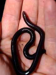 Microcaecilia unicolor