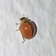 Micraspis discolor