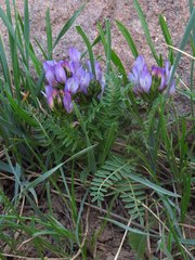 Astragalus agrestis