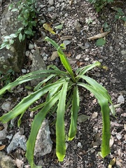 Aechmea bracteata