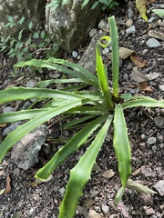 Aechmea bracteata