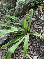 Aechmea bracteata