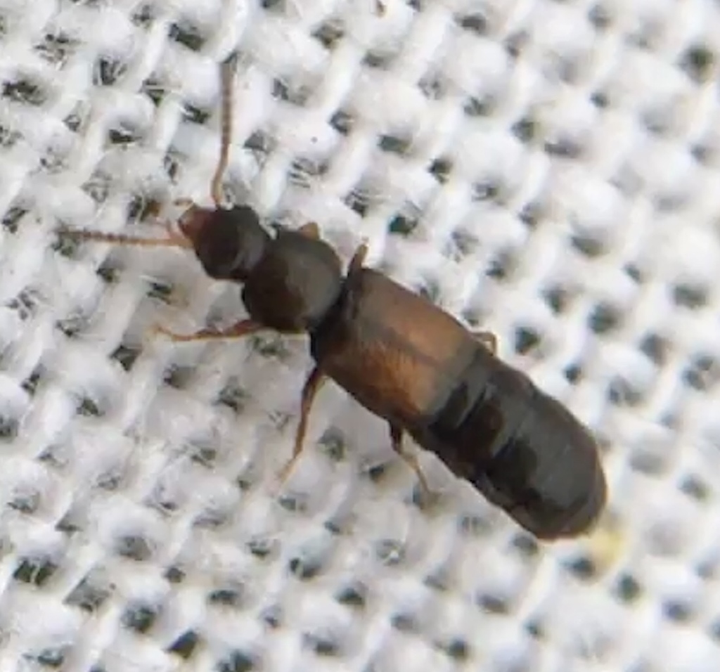 Philorinum sordidum