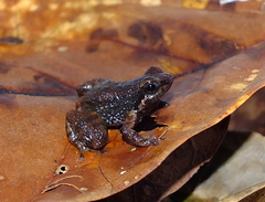 Anomaloglossus dewynteri