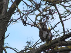 Turdus pilaris