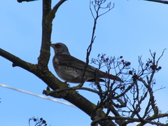 Turdus pilaris