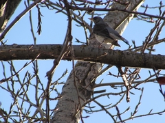 Turdus pilaris