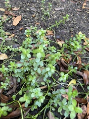 Portulaca umbraticola