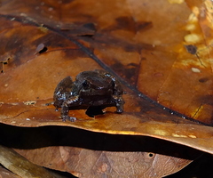 Anomaloglossus dewynteri