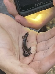 Plethodon dorsalis