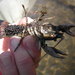 Allegheny Crayfish - Photo (c) Jjmontem, some rights reserved (CC BY)