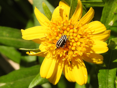 Nicentrus circumcinctus