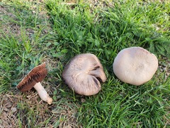 Agaricus porphyrocephalus