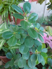 Ficus microcarpa latifolia