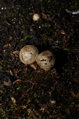 Agaricomycetes