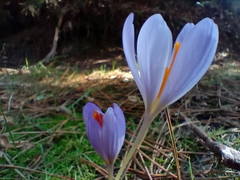 Crocus serotinus