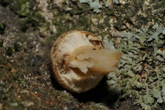 Agaricomycetes