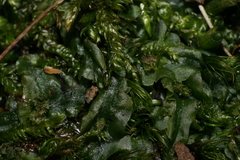Pallavicinia lyellii