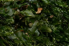 Pallavicinia lyellii