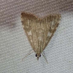 Udea olivalis