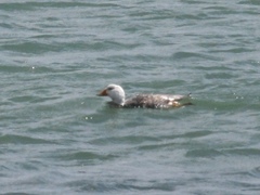 Tachyeres leucocephalus