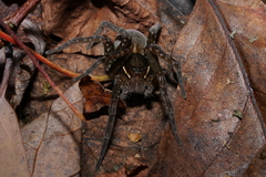 Dolomedes triton
