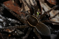 Dolomedes triton