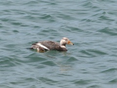 Tachyeres leucocephalus