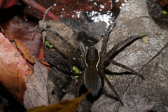Dolomedes triton