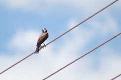 Pitangus sulphuratus