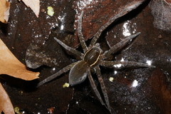 Dolomedes triton