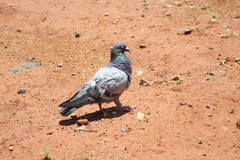 Columba livia domestica
