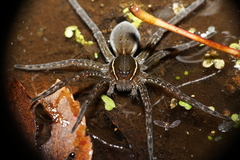 Dolomedes triton