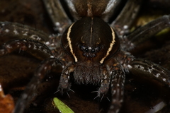 Dolomedes triton