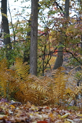 Osmundastrum cinnamomeum
