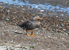 Tachyeres leucocephalus