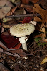 Amanita citrina