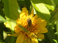 Nicentrus circumcinctus