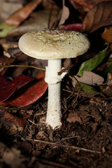Amanita citrina